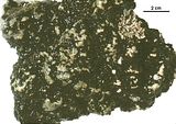 Cutleria adpersa4